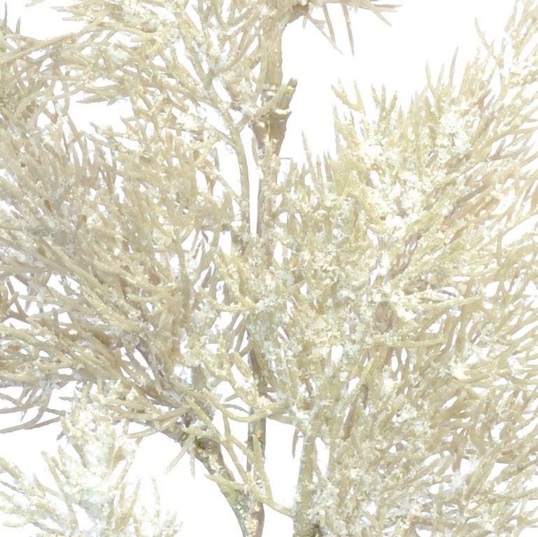 gałazka-pampasowa-50cm-capucino-white-glitter_1.jpg