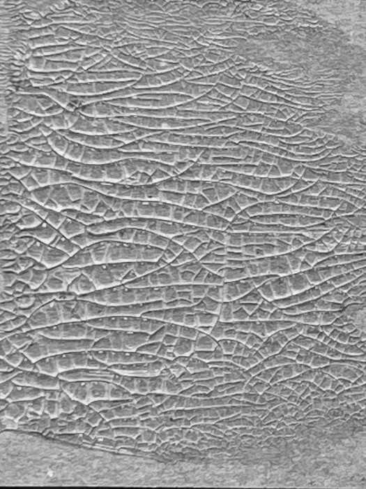 Pasta-strukturalna-pekajaca-ranger-tim-holtz-distress-crackle-paste-translucent-tda79651_1.jpg