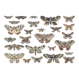 Dodatki-idea-ology-tim-holtz-halloween-transparencies-moths-th94403_1.jpg
