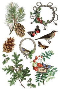 Transfer-winter-botanist.jpg