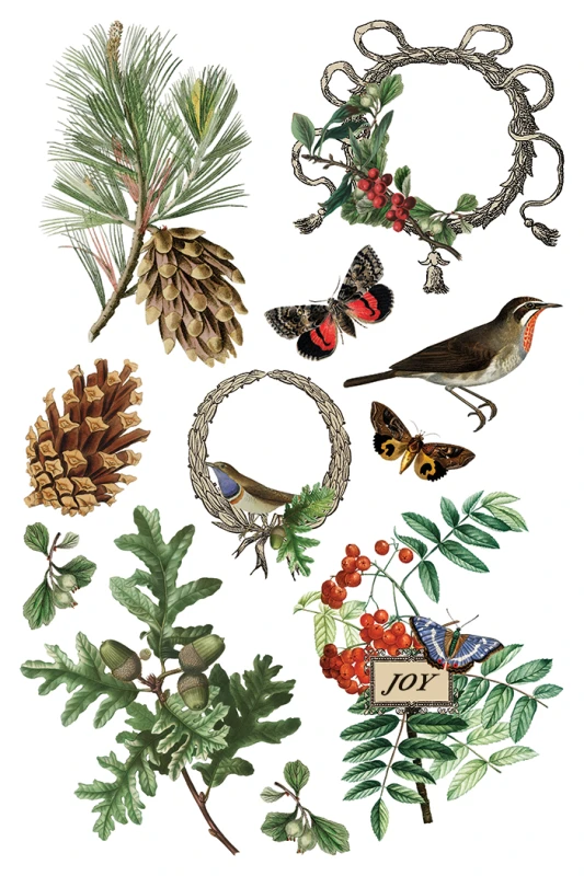 Transfer-winter-botanist.jpg