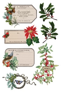 Transfer-winter-botanist.jpg