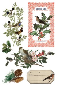 Transfer-winter-botanist.jpg