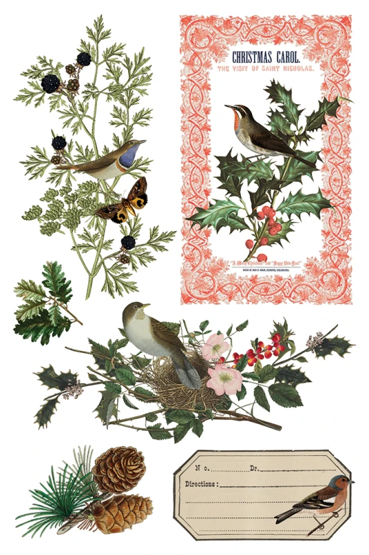Transfer-winter-botanist.jpg