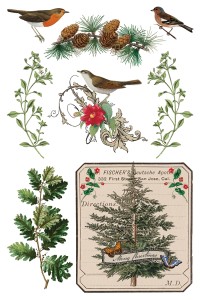 Transfer-winter-botanist.jpg