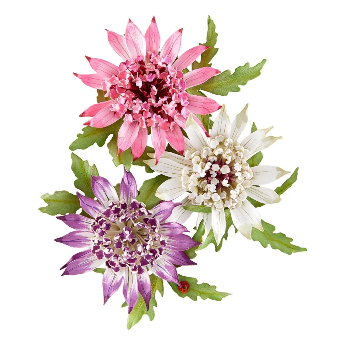 Wykrojnik-spellbinders-serenity-garden-astrantia_1.jpg