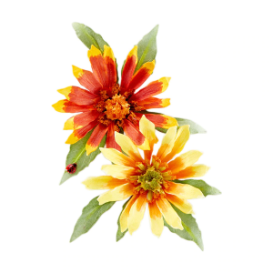 spellbinders-gaillardia-etched-dies-s4-1076 (2).jpg