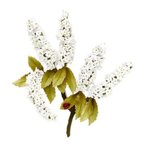 Wykrojnik-spellbinders-spirea-bridal-wreath_1.jpg